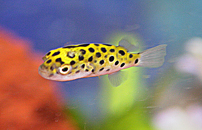 aquarium puffer fish