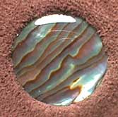 the abalone shell window